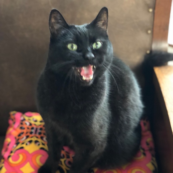 Meet your Posher, Cynthia - Picture 8 of 10